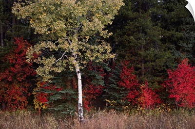 Flaming shrubs and a slender quaking aspen against a canvas of lodgepole pine