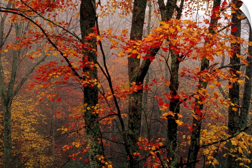 Fog and colorful maple leaves in Appalachian forest on Paint Mt. Road.