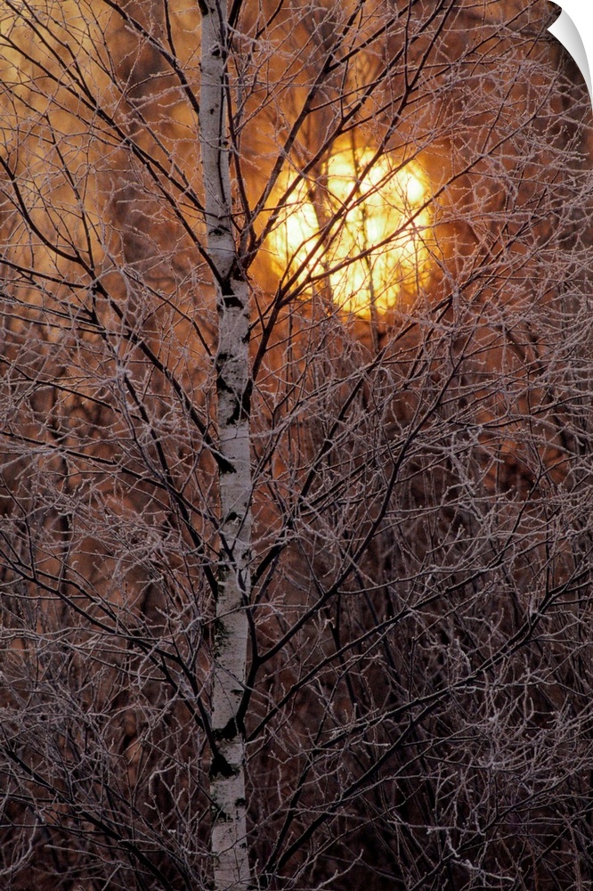 Frost-covered white birch trees with the sun rising behind.