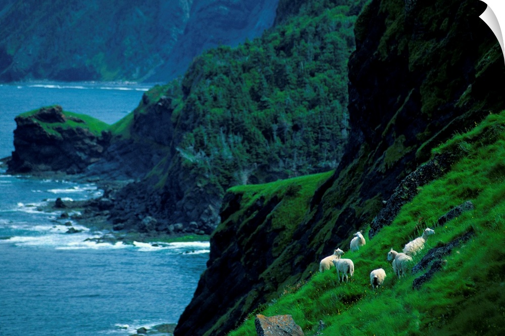 Sheep graze along the steep banks of Green Gardens along the southwest shore of Gros Morne National Park.