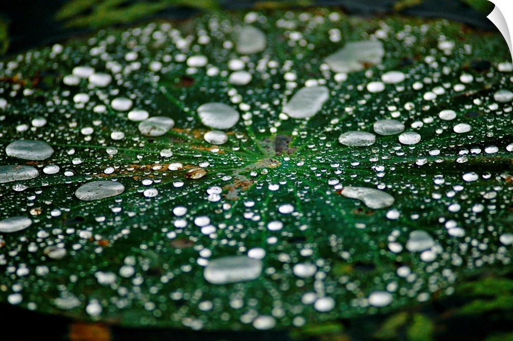 A raindrop-covered water lily floats amongst fallen autumn leaves in Hematite Lake.