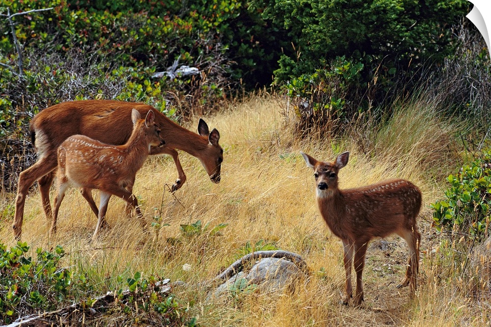Black-tailed deer (Odocoileus hemionus) and fawn.