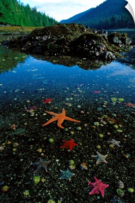 Low tide reveals star fish and other sea creatures, Queen Charlotte Islands, Canada