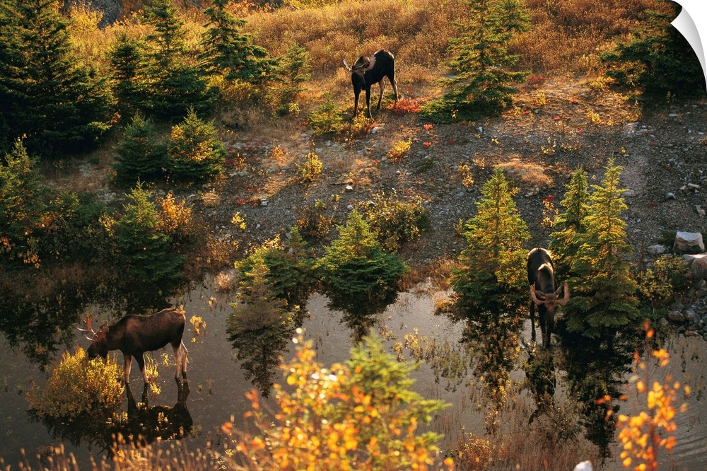 Three bull moose (Alces alces) feed together in the fall.