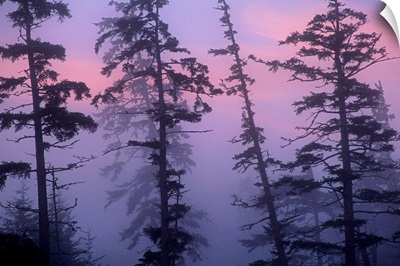 Morning fog shrouds trees, Pacific Rim National Park Reserve, Vancouver Island, Canada