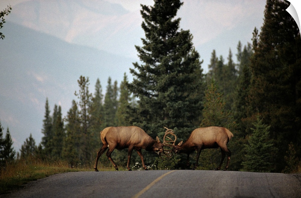 Two sparring bull elk halt traffic on a park road leading to Lake Minnewanka.