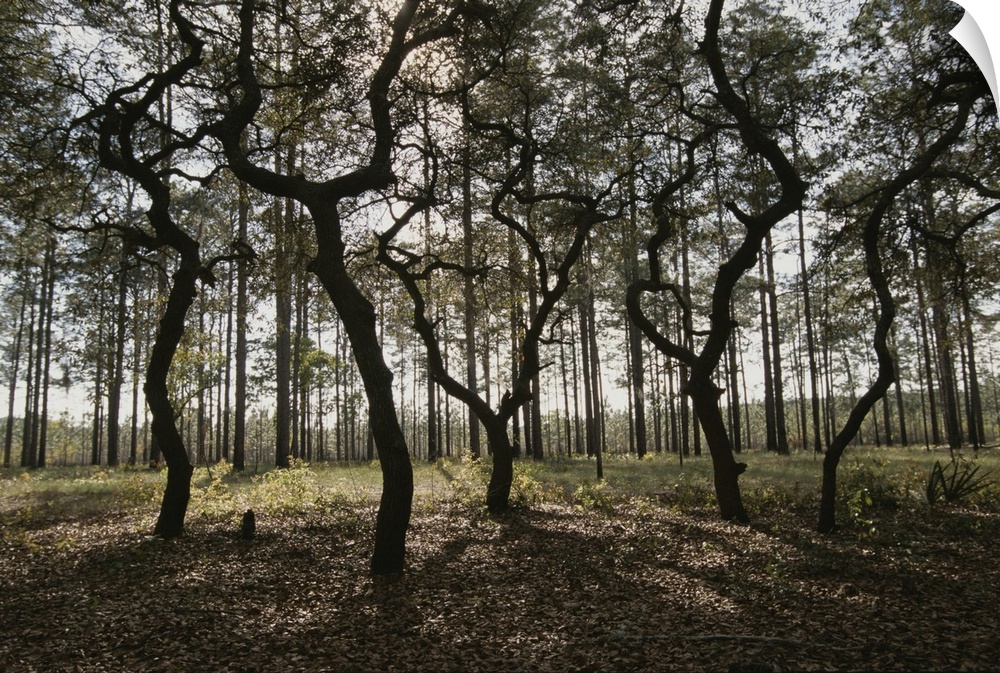 Grove of trees in the Ocala National Forest.