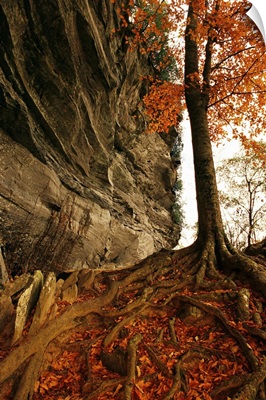 Raven rock and autumn colored beech tree