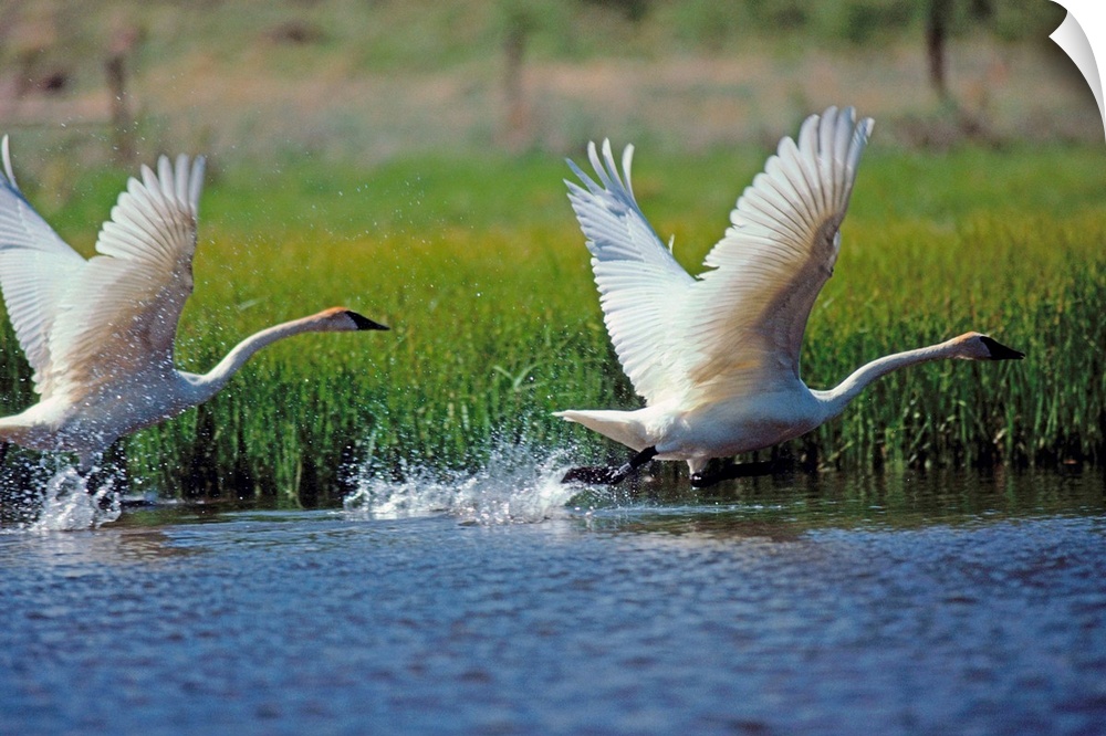 Trumpeter swans (Cygnus buccinator), North America's largest waterfowl, lift of f from a pond in Montana's Red Rock Lakes ...