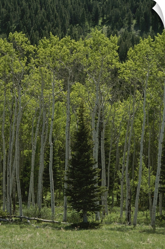 Lone evergreen amongst aspen trees with spring foliage.