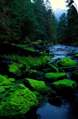 Salmon Creek, Moresby Island, Queen Charlotte Islands, British Columbia, Canada
