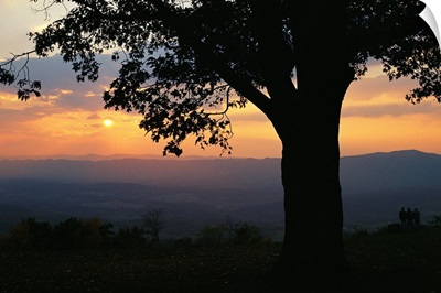 Sunset and silhouetted oak tree over the Shenandoah valley