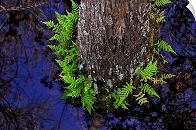 Swamp ferns grow in a circle around a cypress tree in the swamp