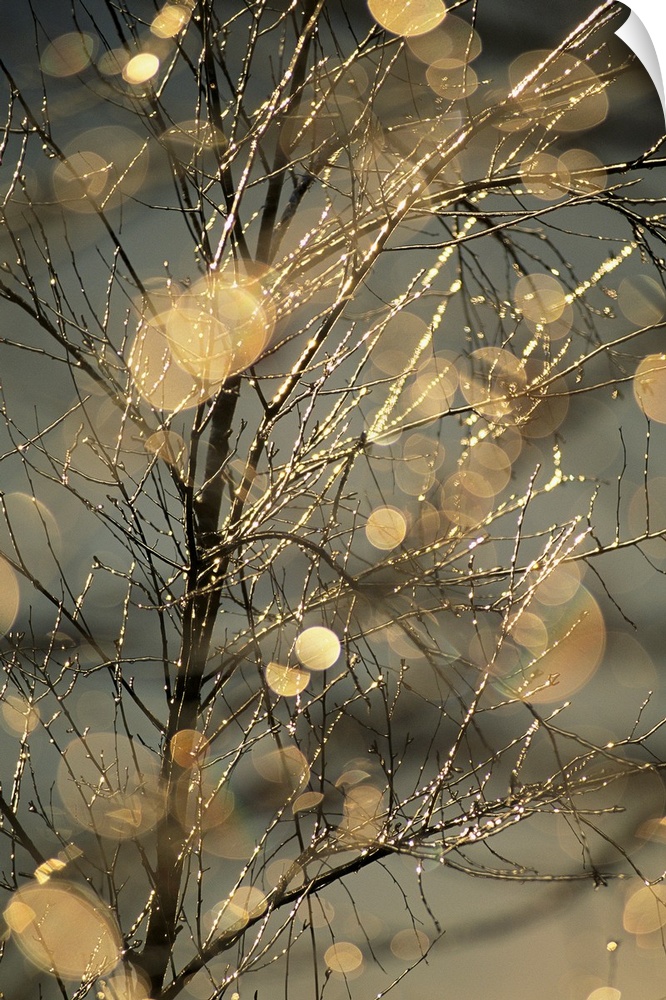 The frozen branches of a small birch tree sparkle in the sunlight.