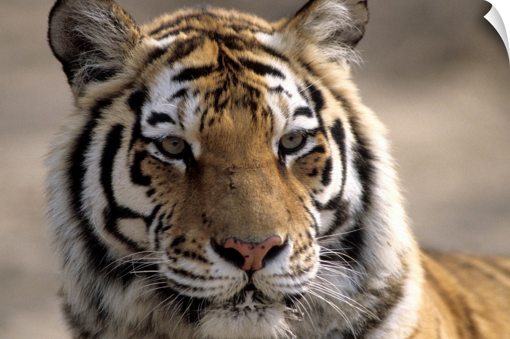 Tiger, Qinhuangdao Zoo, Hebei Province, China.