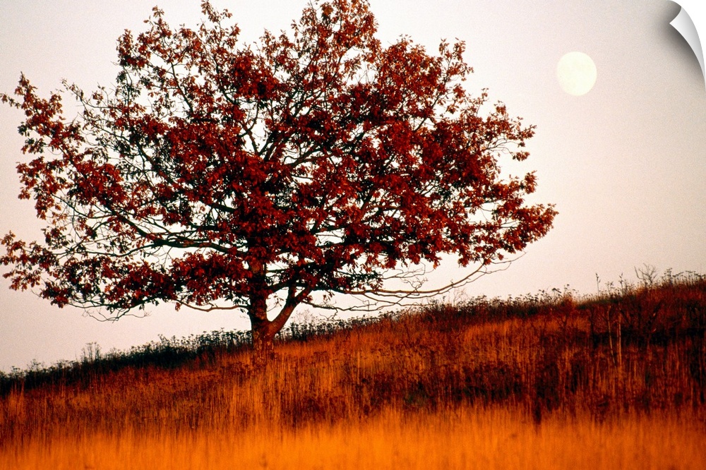 Tree in autumn foliage on a grassy hillside with moon rising over all.