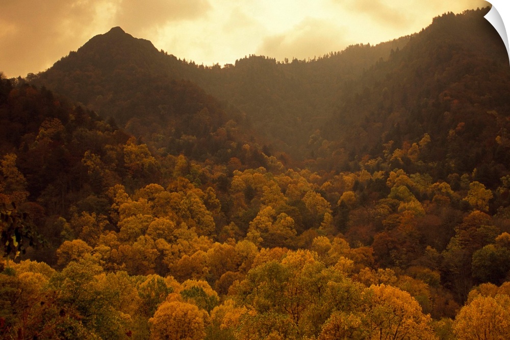 Trees in autumn hues covering ancient mountain ridges.