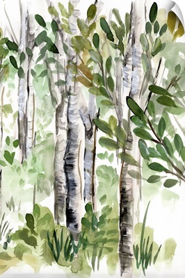 Birch Forest II