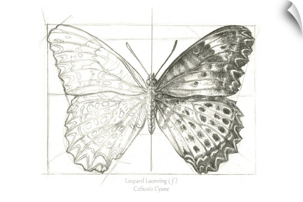 Butterfly Sketch landscape II