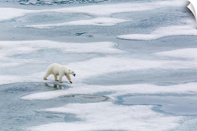 A curious young polar bear on the ice in Bear Sound, Norway, Scandinavia