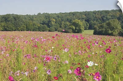 A field of wild flowers, Loire Valley, France