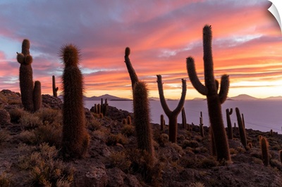A Forest Of Giant Cardon Cactus At Sunset On Isla Incahuasi, Salar De Uyuni, Bolivia