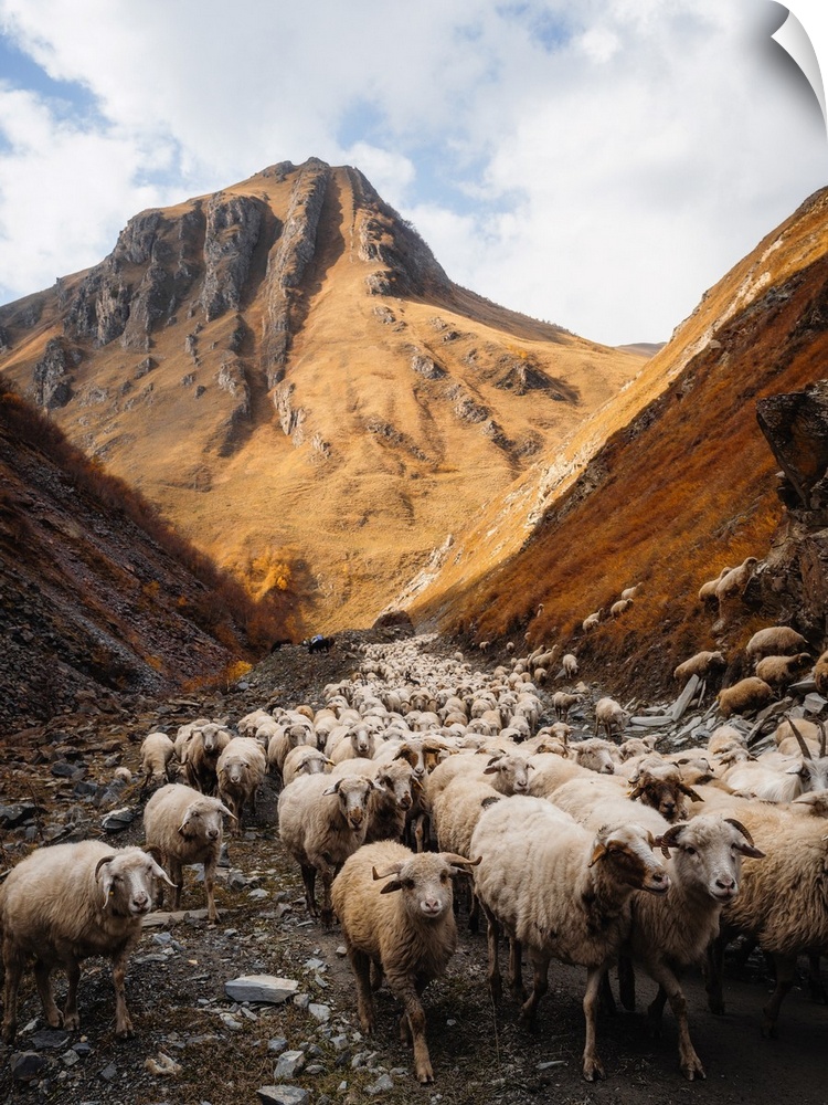 A herd of sheep going through Truso Valley, Kazbegi, Georgia (Sakartvelo), Central Asia, Asia