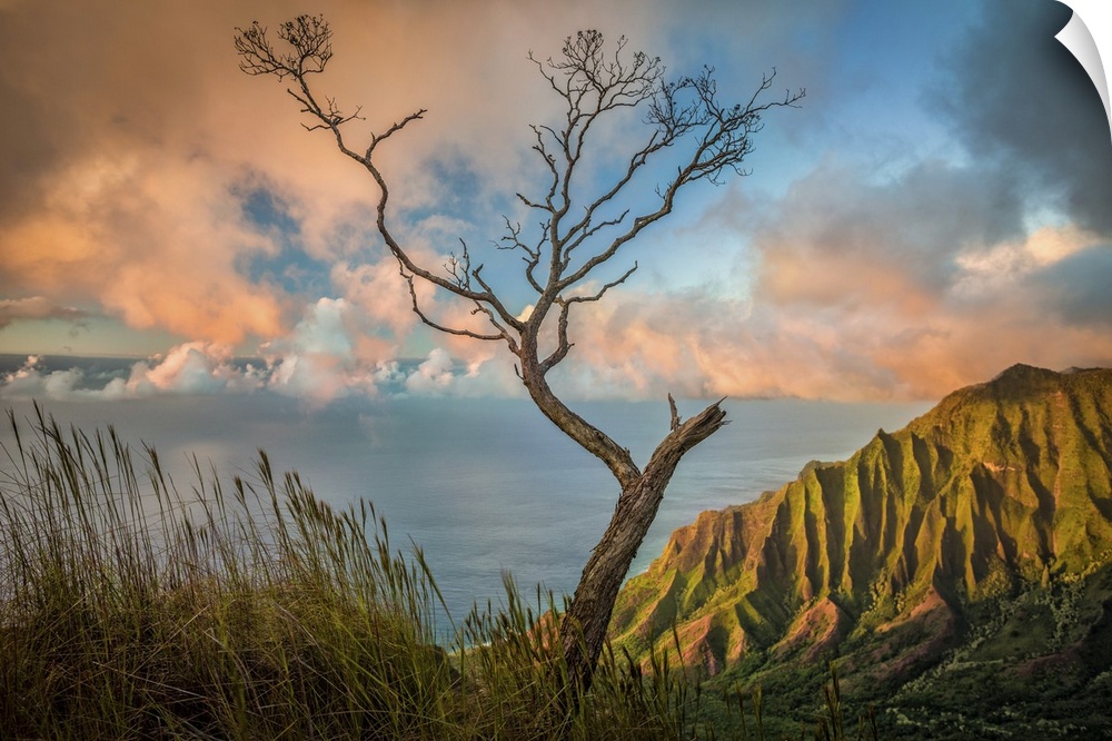 A lone acacia koa tree stretches up to the colorful sunset clouds over the Kalalau Valley, Kokee State Park, Hawaii, Unite...
