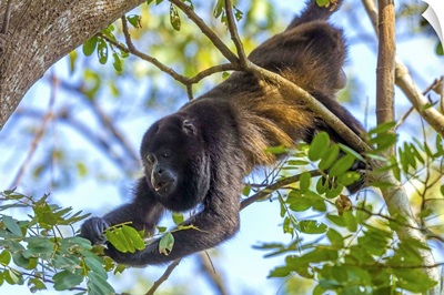 A Mantled Howler Monkey, known for it's call, Nosara, Costa Rica