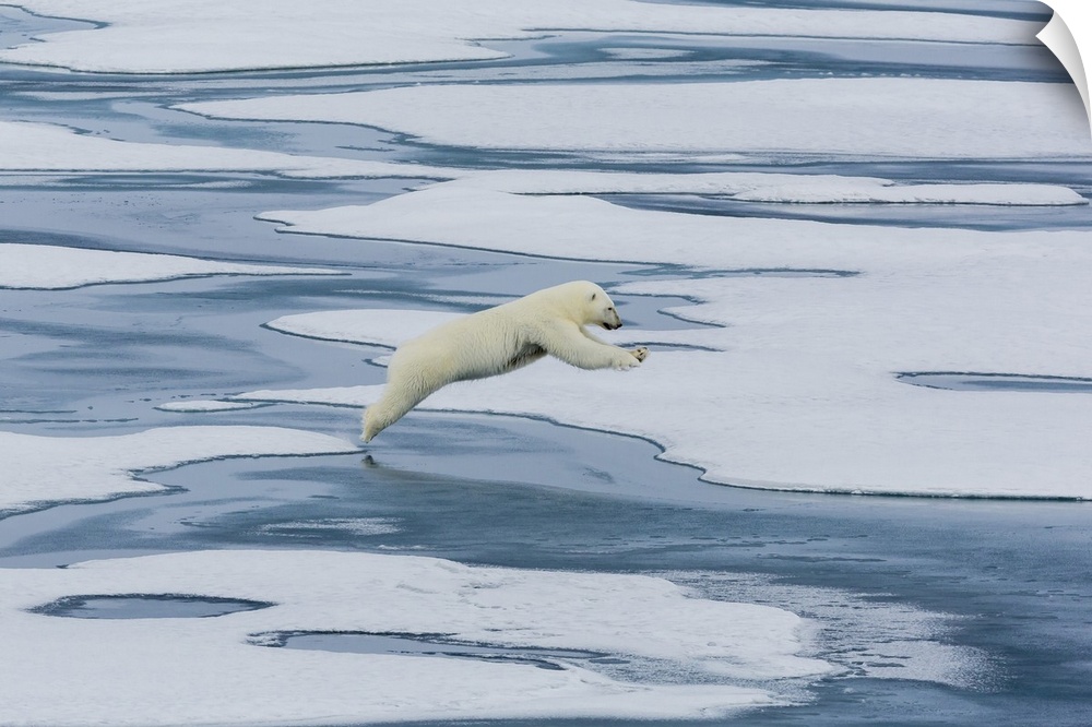 A mother polar bear (Ursus maritimus) leaping between floes in Lancaster Sound, Nunavut, Canada, North America
