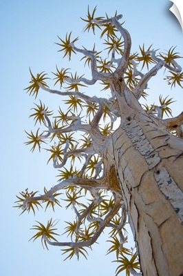 A Quiver Tree, Near Keetmanshoop, Karas Region, Namibia