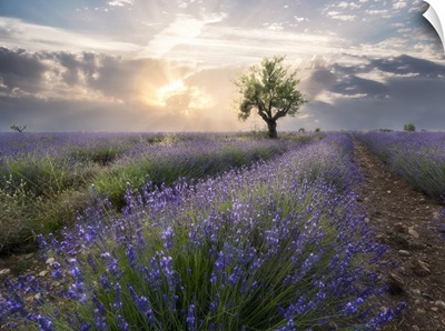 A Small Tree At The End Of A Lavender Line At Sunset, France
