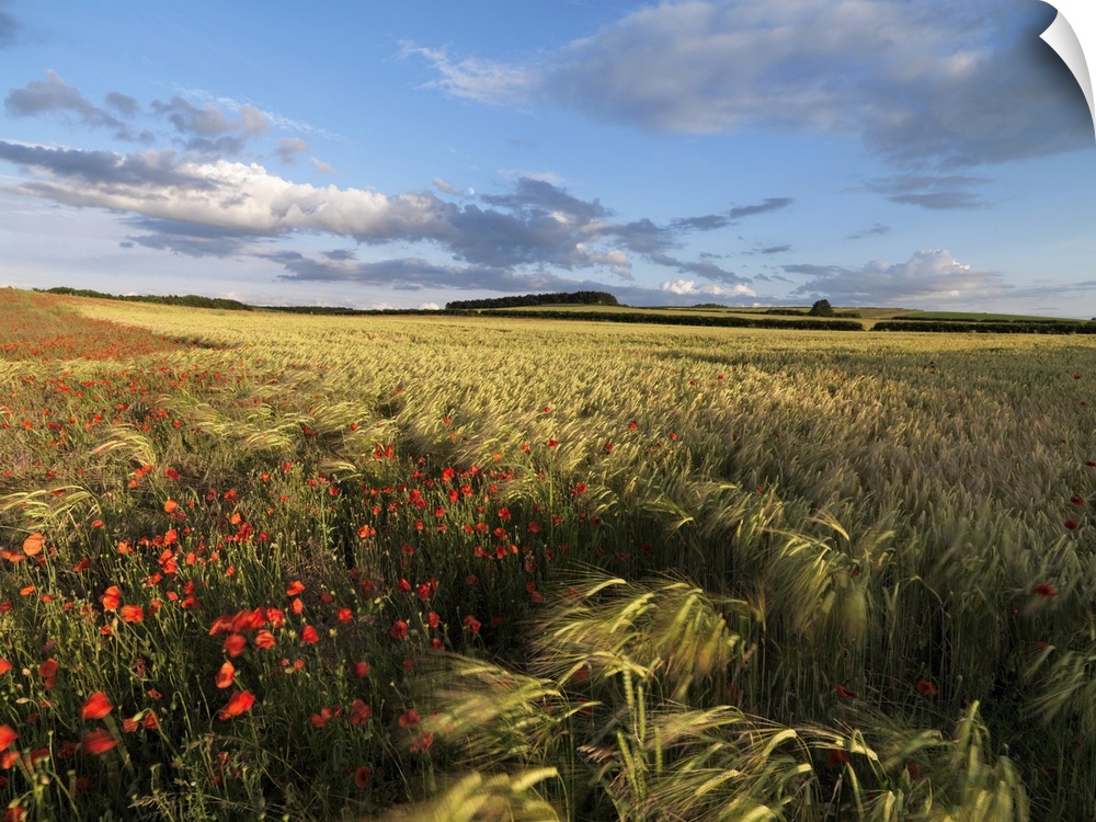 A summer view of the countryside near Burnham Market, Norfolk, England, United Kingdom, Europe