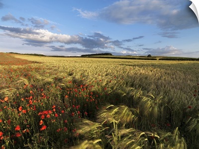 A Summer View Of The Countryside Near Burnham Market, Norfolk, England