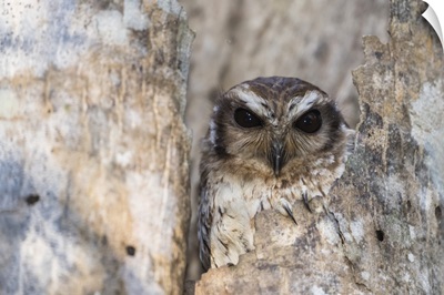 A wild adult bare-legged owl, endemic to Cuba, Zapata National Park, Cuba