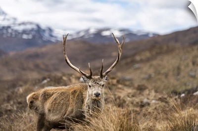 A Wild Red Deer, Scottish Highlands In Torridon Along The Cape Wrath Trail