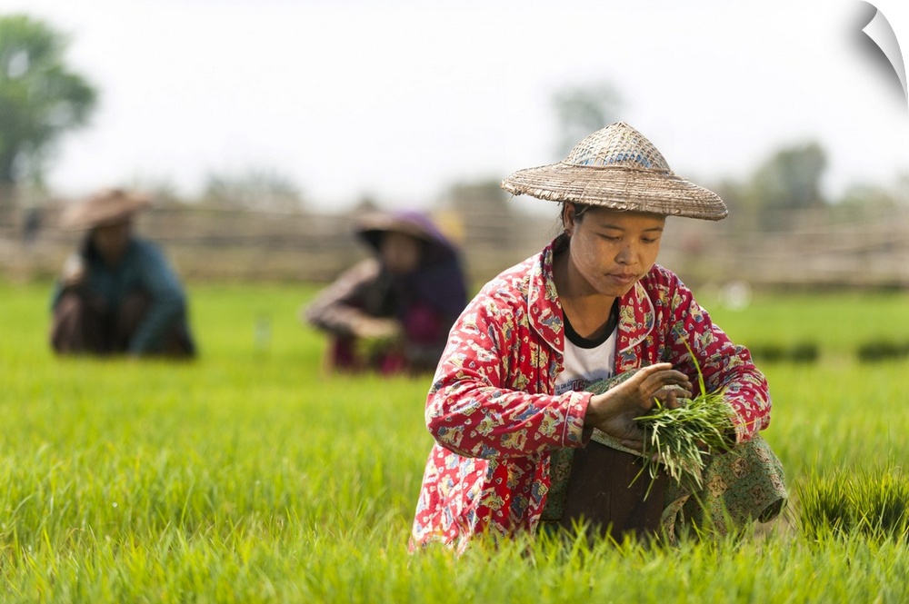 A woman harvests young rice into bundles to be re-planted spaced further apart, Kachin State, Myanmar (Burma), Asia