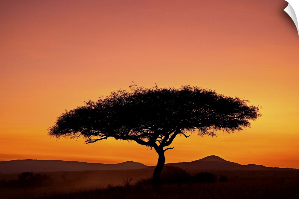 Acacia tree silhouetted at dawn, Masai Mara Game Reserve, Kenya, East Africa, Africa
