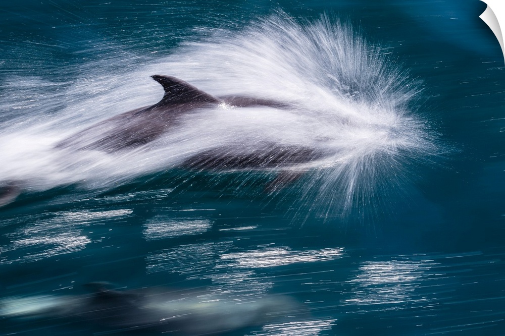 Adult bottlenose dolphin (Tursiops truncatus), motion blur image off Isla San Pedro Martir, Baja California Norte, Mexico,...