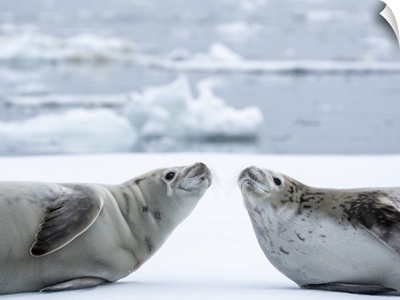 Adult Crabeater Seals On Ice In The Bellingshausen Sea, Antarctica