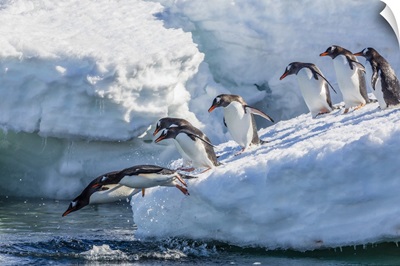 Adult Gentoo Penguins Leaping Into The Sea, Mickelson Harbor, Antarctica, Southern Ocean