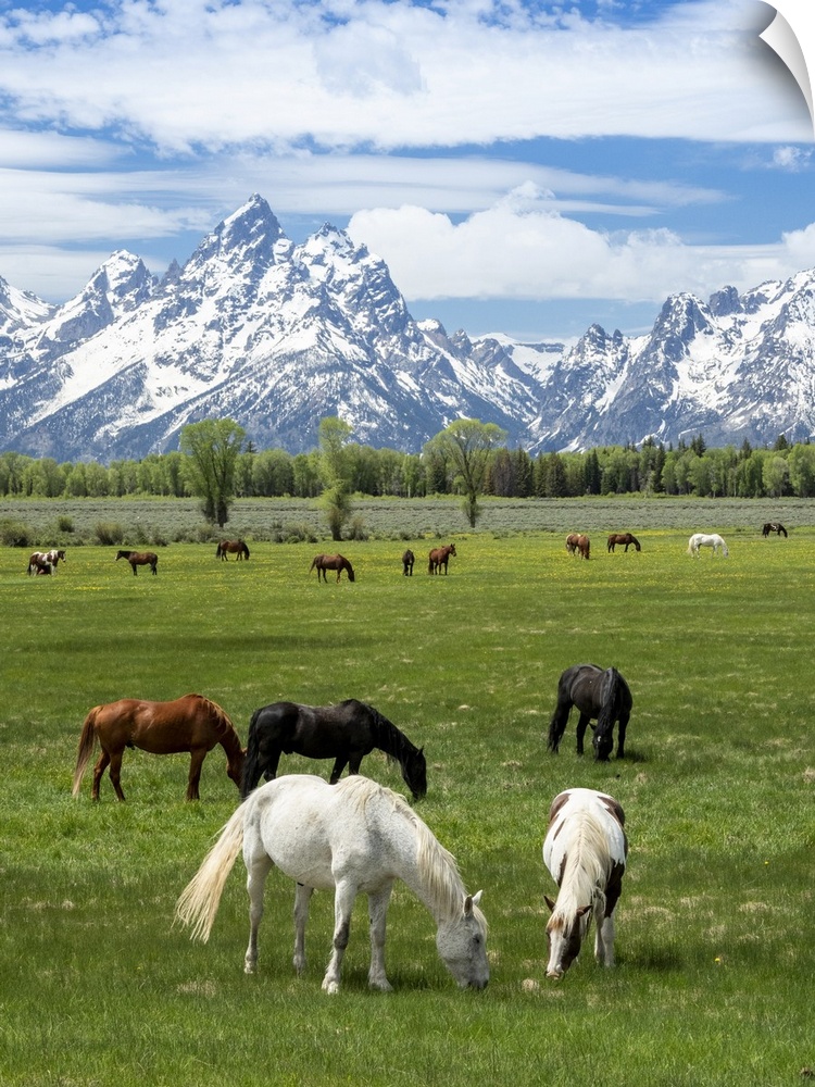 Adult horses (Equus ferus caballus) grazing at the foot of the Grand Teton Mountains, Wyoming, United States of America, N...