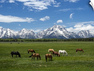 Adult Horses Grazing At The Foot Of The Grand Teton Mountains, Wyoming