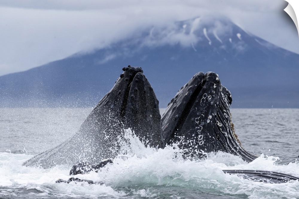 Adult humpback whales (Megaptera novaeangliae), bubble-net feeding in Sitka Sound, Southeast Alaska, United States of Amer...