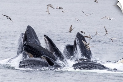 Adult Humpback Whales, Bubble-Net Feeding Near Morris Reef, Southeast Alaska