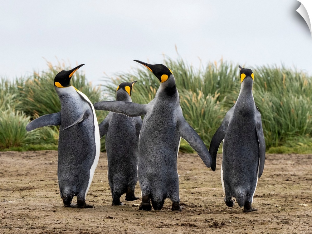 Adult king penguins (Aptenodytes patagonicus), flipper slapping at Salisbury Plain, South Georgia, South Atlantic, Polar R...