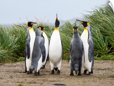 Adult King Penguins In Courtship Display At Salisbury Plain, South Georgia