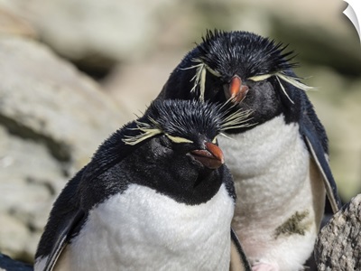 Adult Southern Rockhopper Penguins On New Island, Falkland Islands, South America