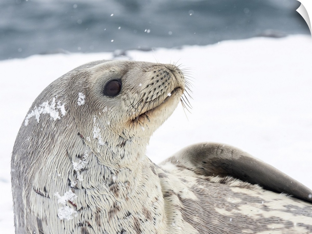 Adult Weddell seal (Leptonychotes weddellii), resting on ice on Paulet Island, Weddell Sea, Antarctica, Polar Regions