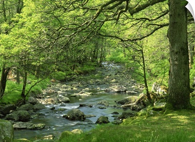 Afon Artro passing through natural oak wood, Llanbedr, Gwynedd, Wales, UK
